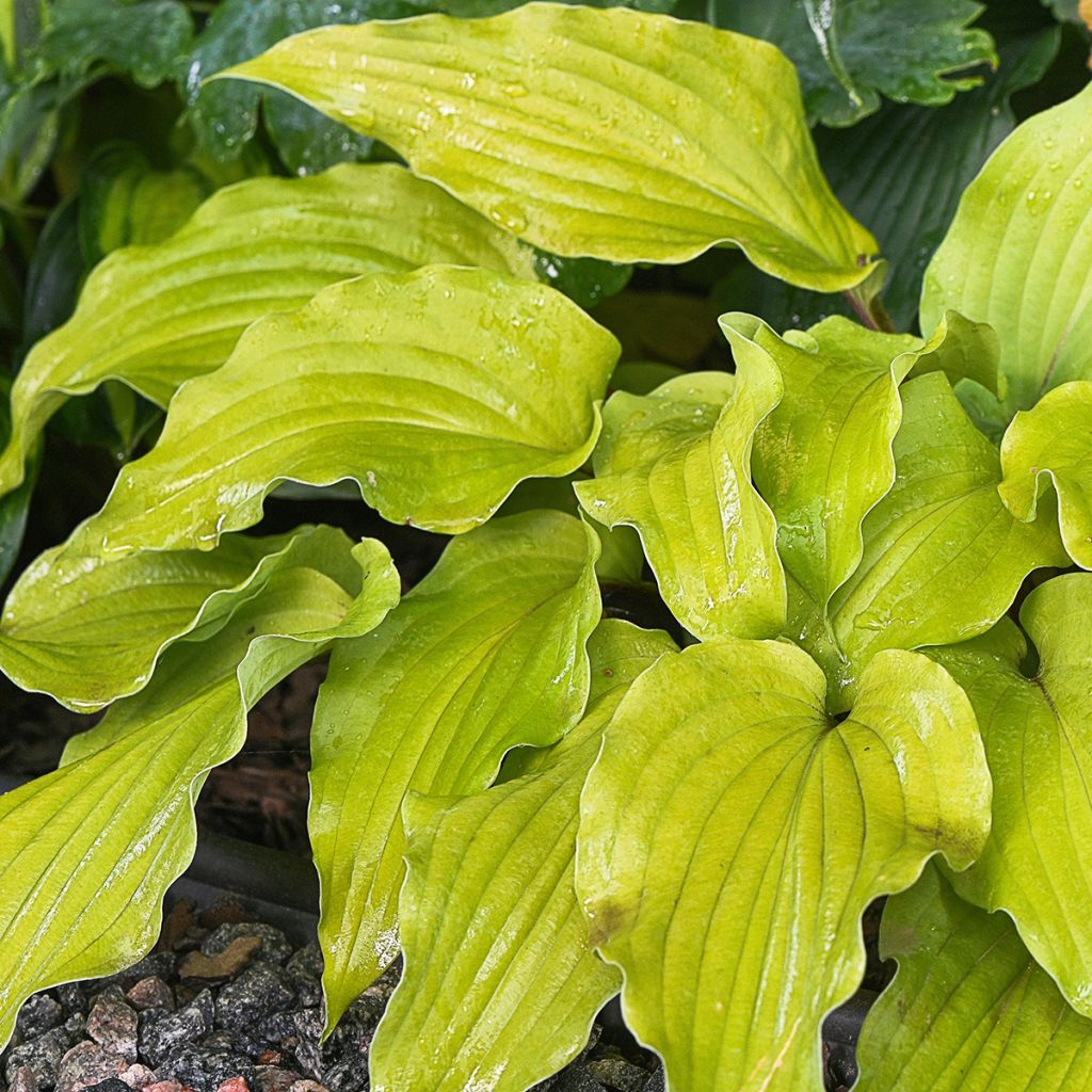 Hosta Flemish Gold - Hartlelie