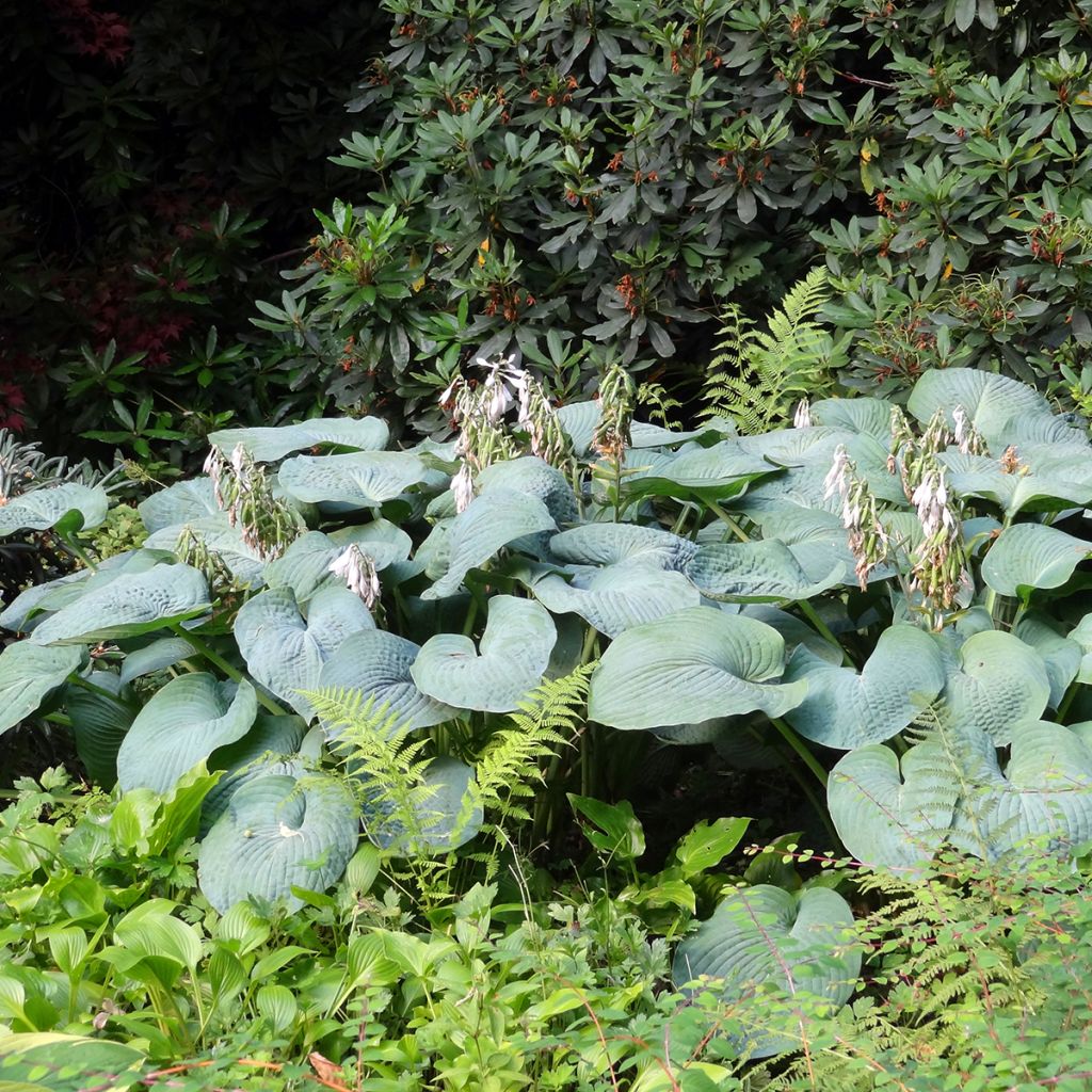 Hosta Big Daddy - Hartlelie