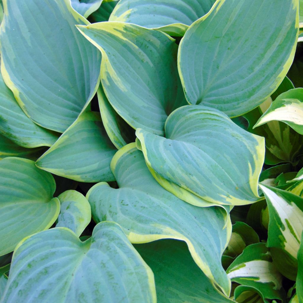 Hosta Blue Flame - Hartlelie