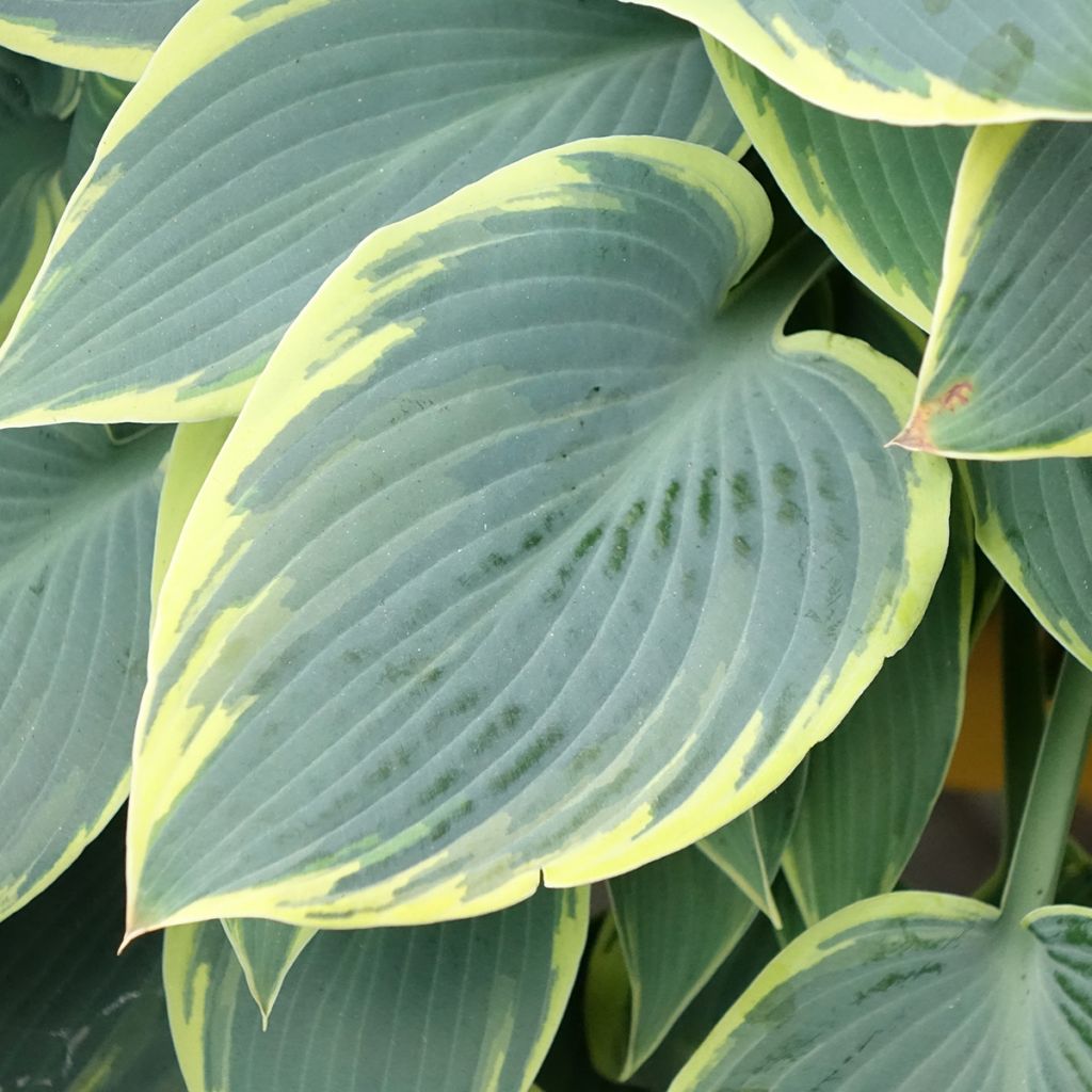 Hosta First Frost - Hartlelie