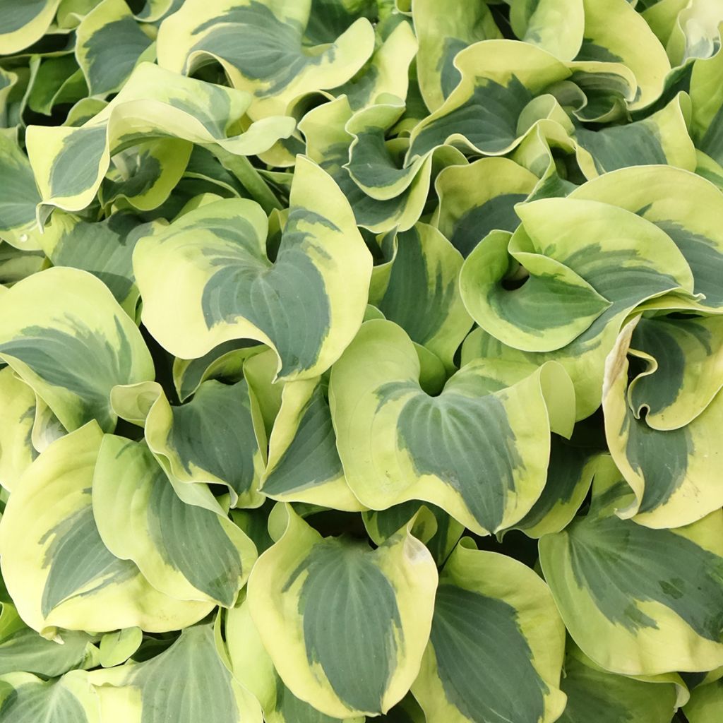 Hosta Mini Skirt - Hartlelie
