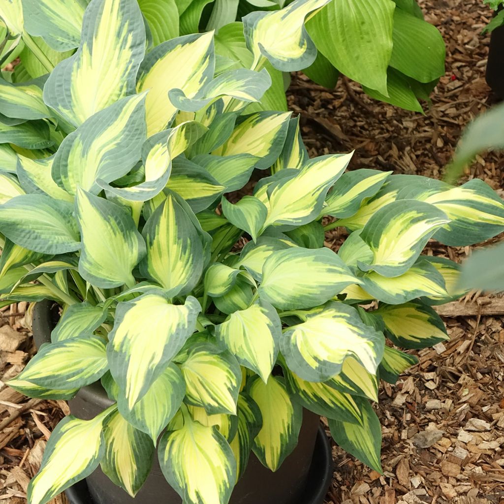 Hosta Orange Marmelade - Hartlelie