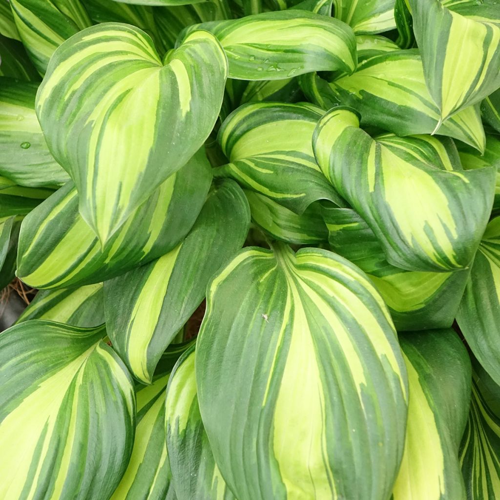 Hosta Rainbows End - Hartlelie