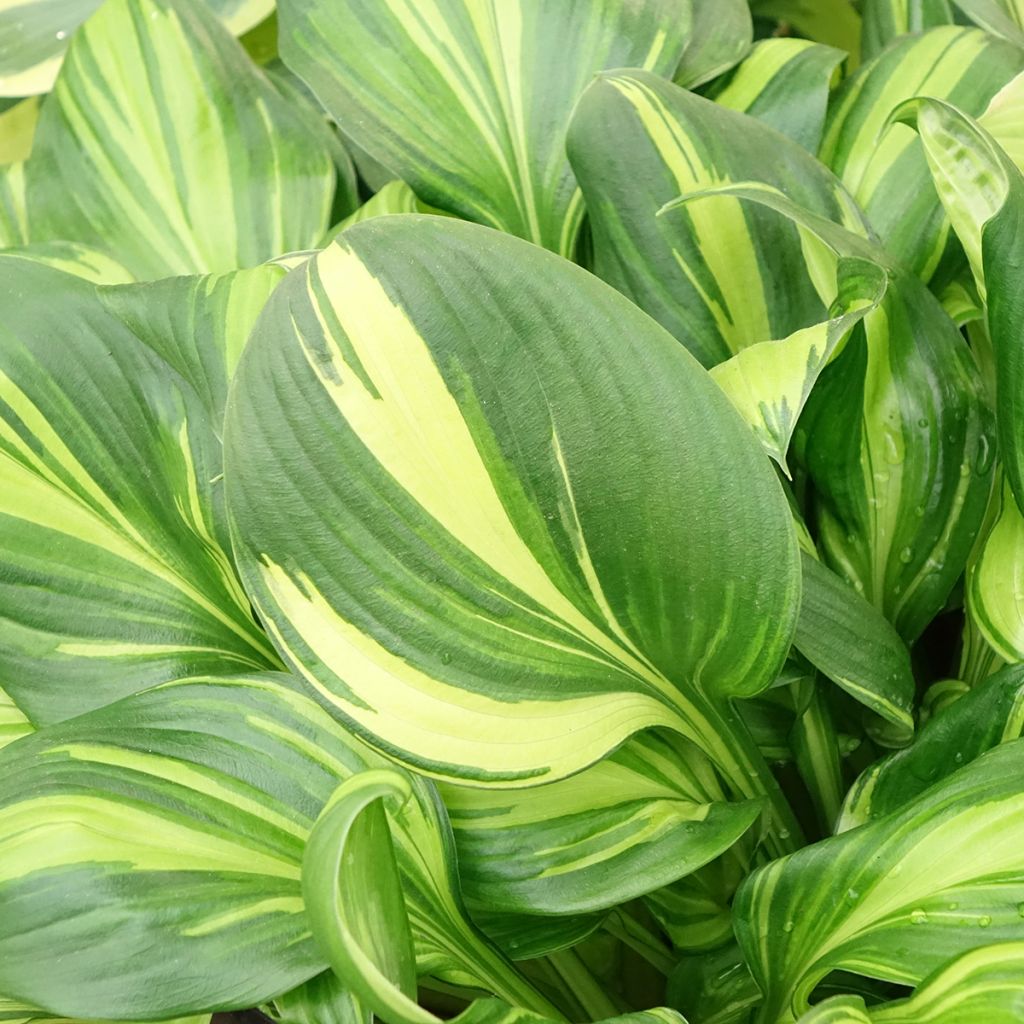 Hosta Rainbows End - Hartlelie