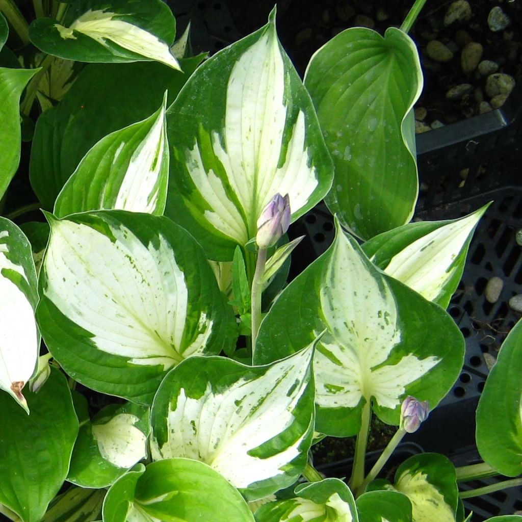 Hosta Revolution - Hartlelie