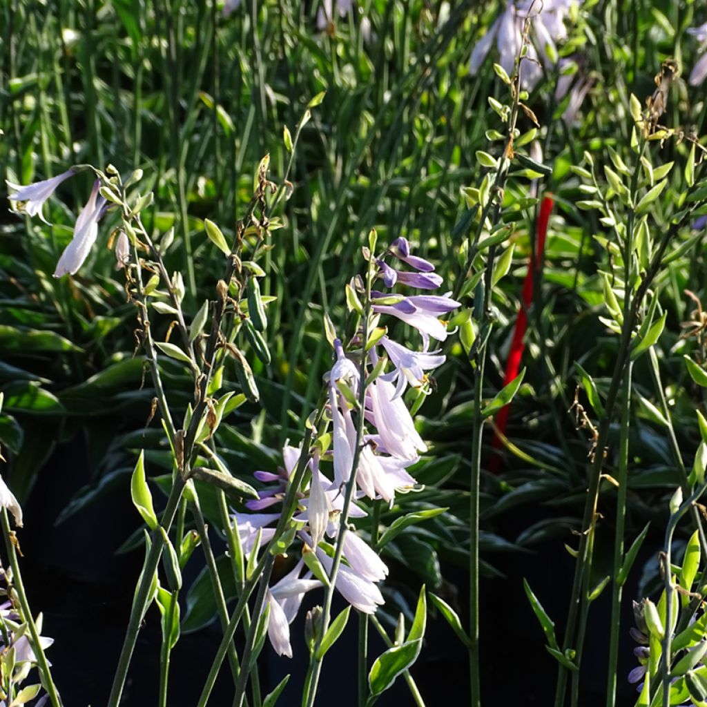 Hosta fortunei Francee - Hartlelie
