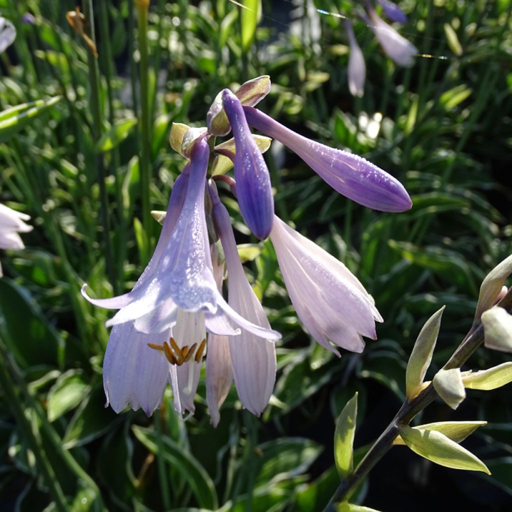 Hosta fortunei Francee - Hartlelie