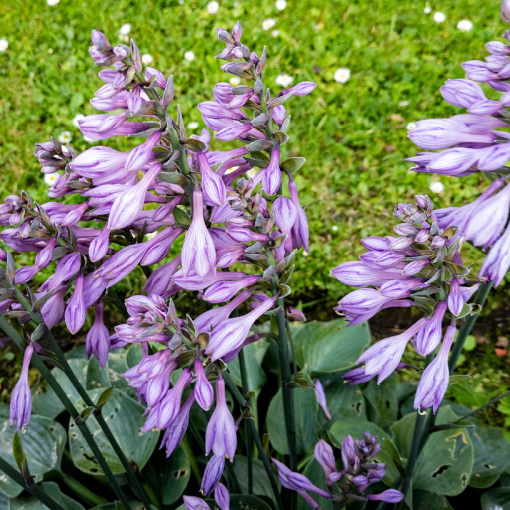 Hosta Blue Cadet - Hartlelie