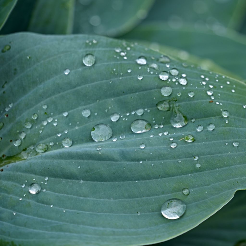 Hosta Blue Cadet - Hartlelie
