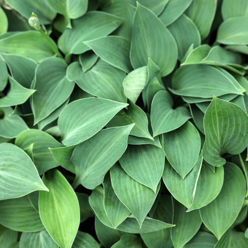 Hosta Blue Cadet - Hartlelie