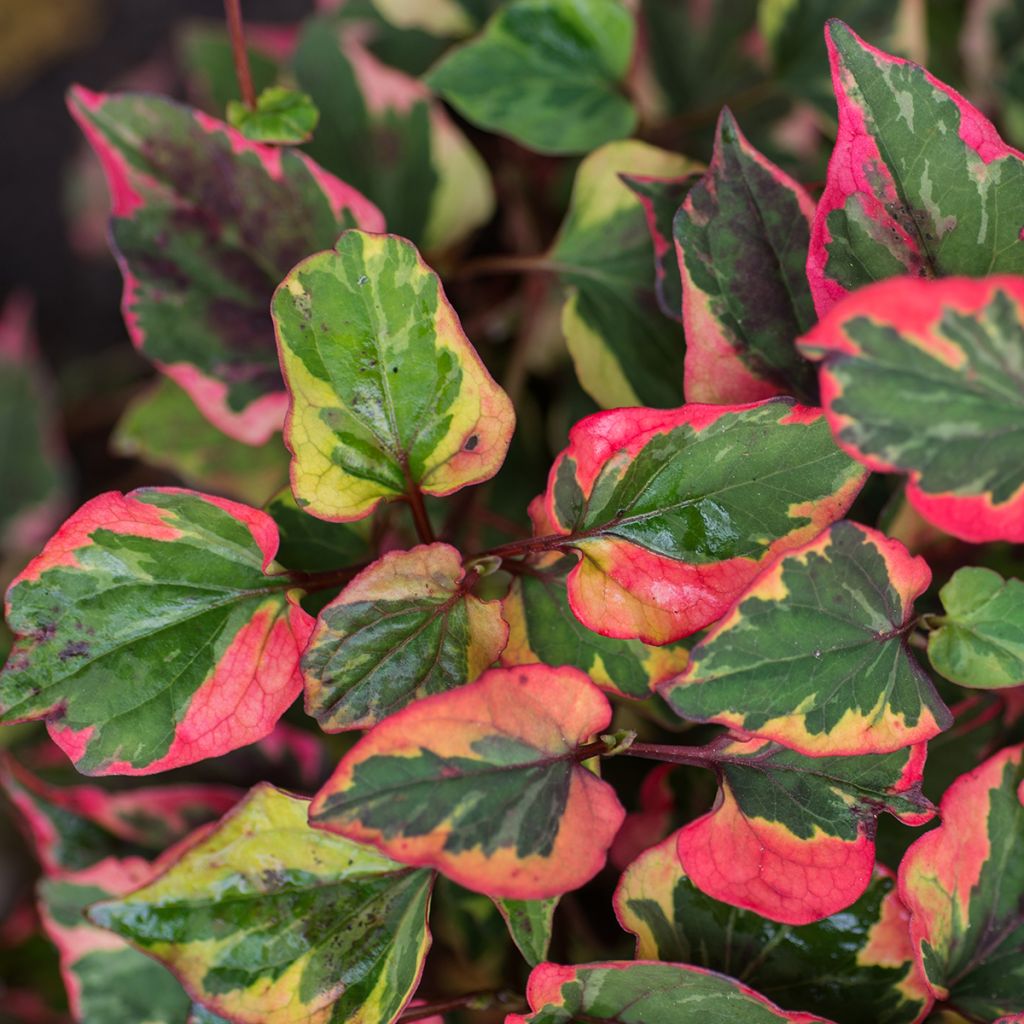 Houttuynia cordata Chameleon - Moerasanemoon