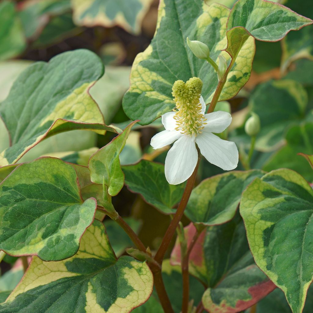 Houttuynia cordata Chameleon - Moerasanemoon