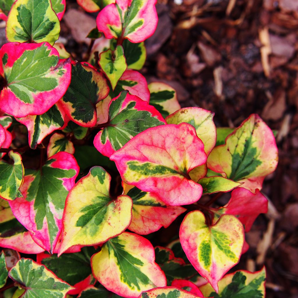 Houttuynia cordata Chameleon - Moerasanemoon