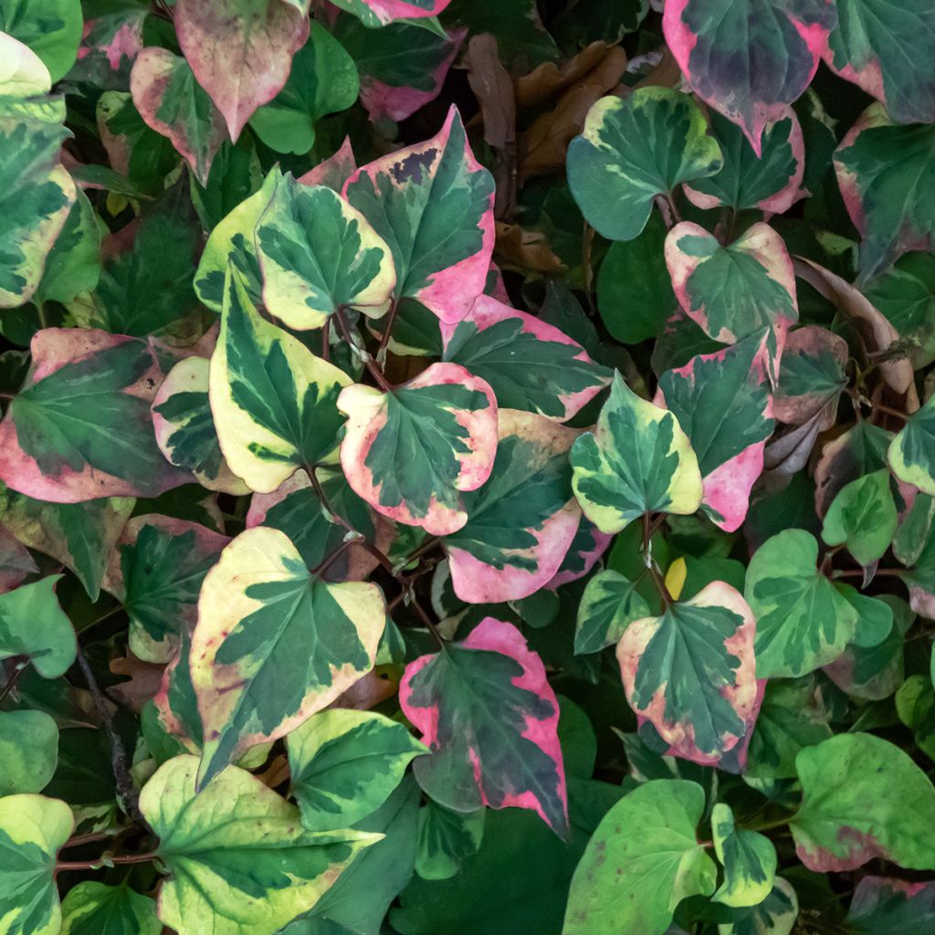 Houttuynia cordata Chameleon - Moerasanemoon