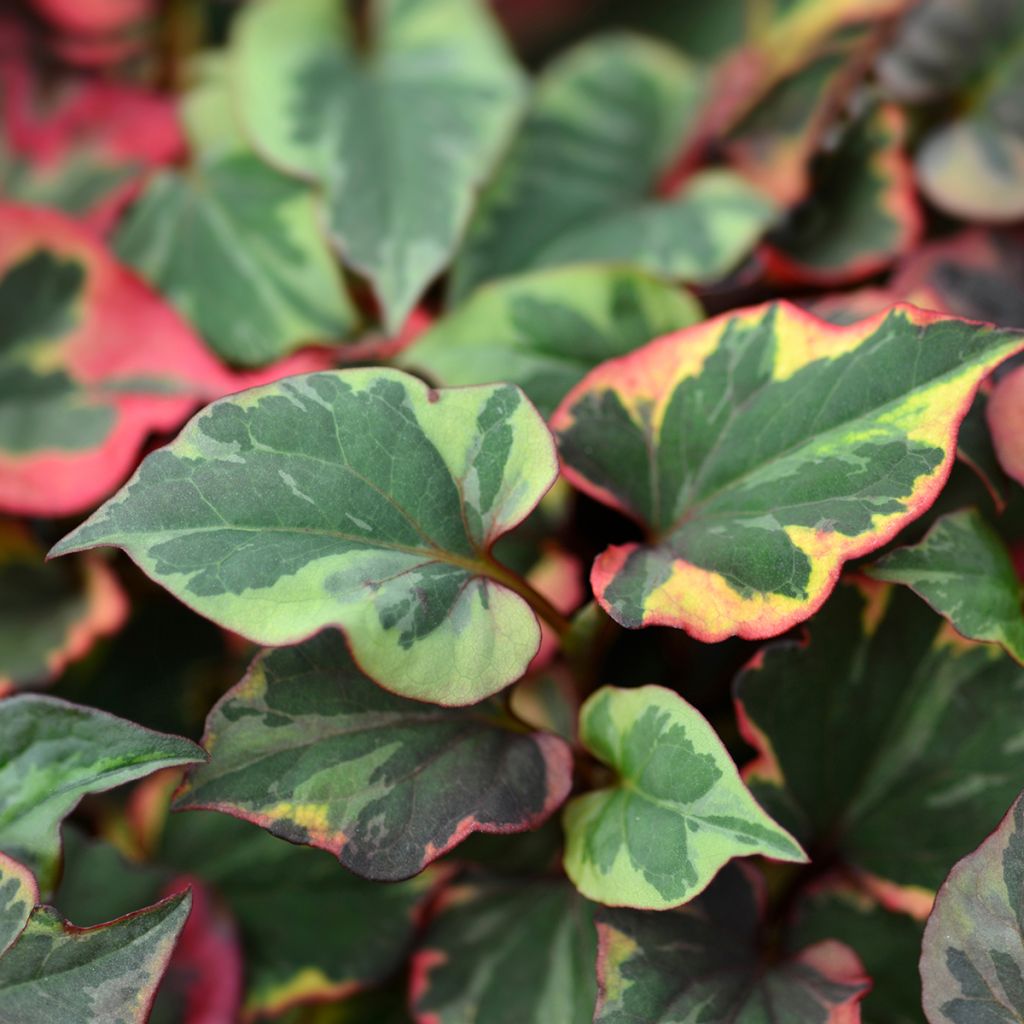 Houttuynia cordata Chameleon - Moerasanemoon