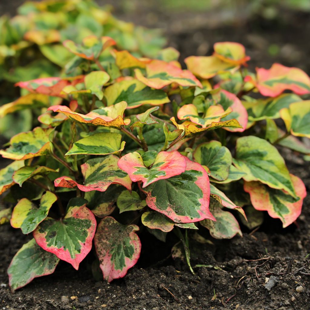 Houttuynia cordata Chameleon - Moerasanemoon