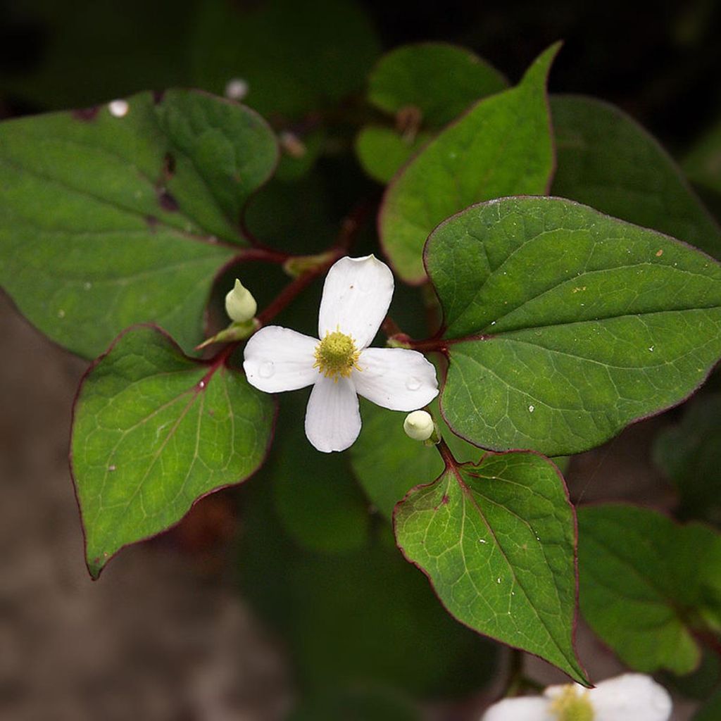 Houttuynia cordata - Coriandre des bois