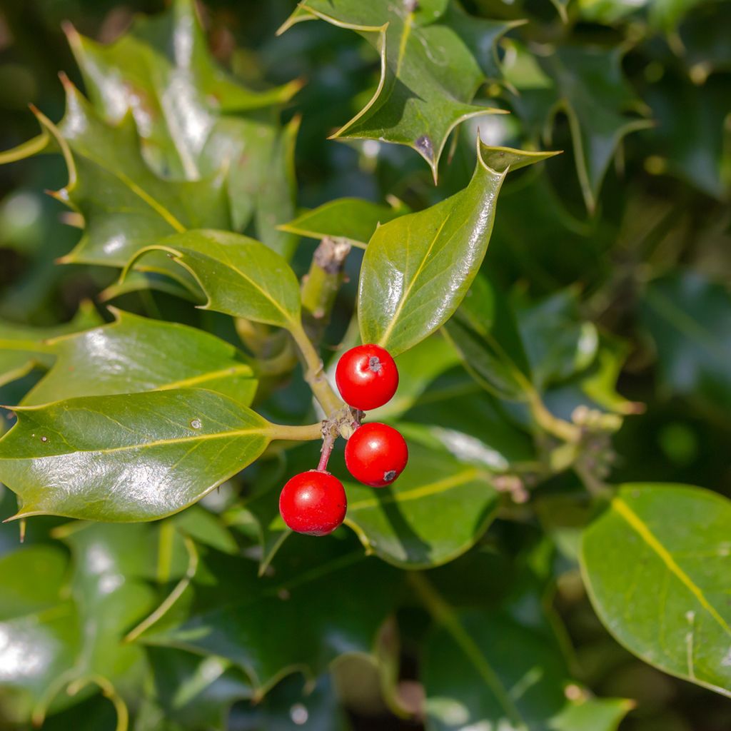 Ilex meserveae Heckenfee - Kastanjebladige hulst
