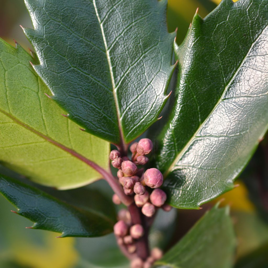 Ilex meserveae Blue Angel - Kastanjebladige hulst