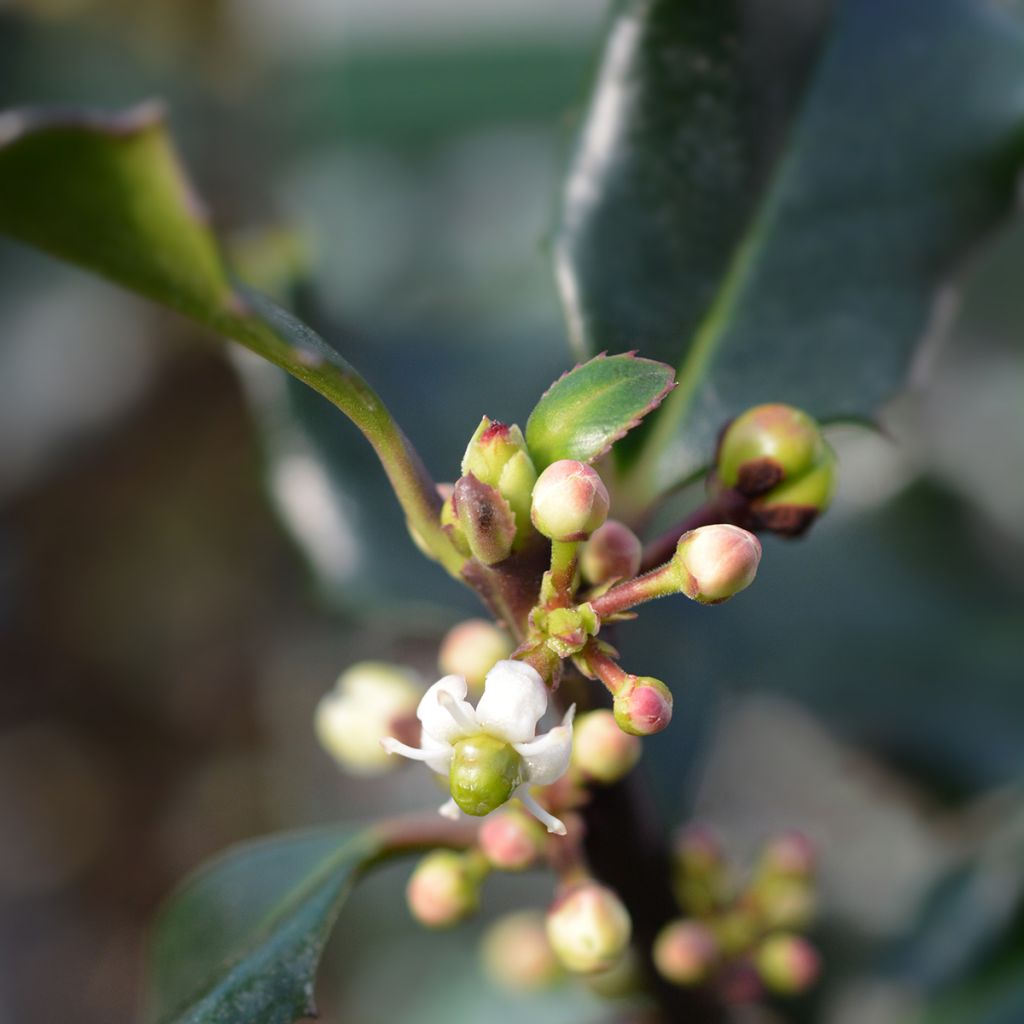 Ilex meserveae Blue Angel - Kastanjebladige hulst