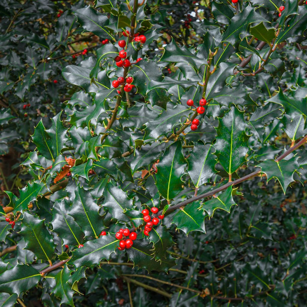 Ilex meserveae Blue Princess - Kastanjebladige hulst