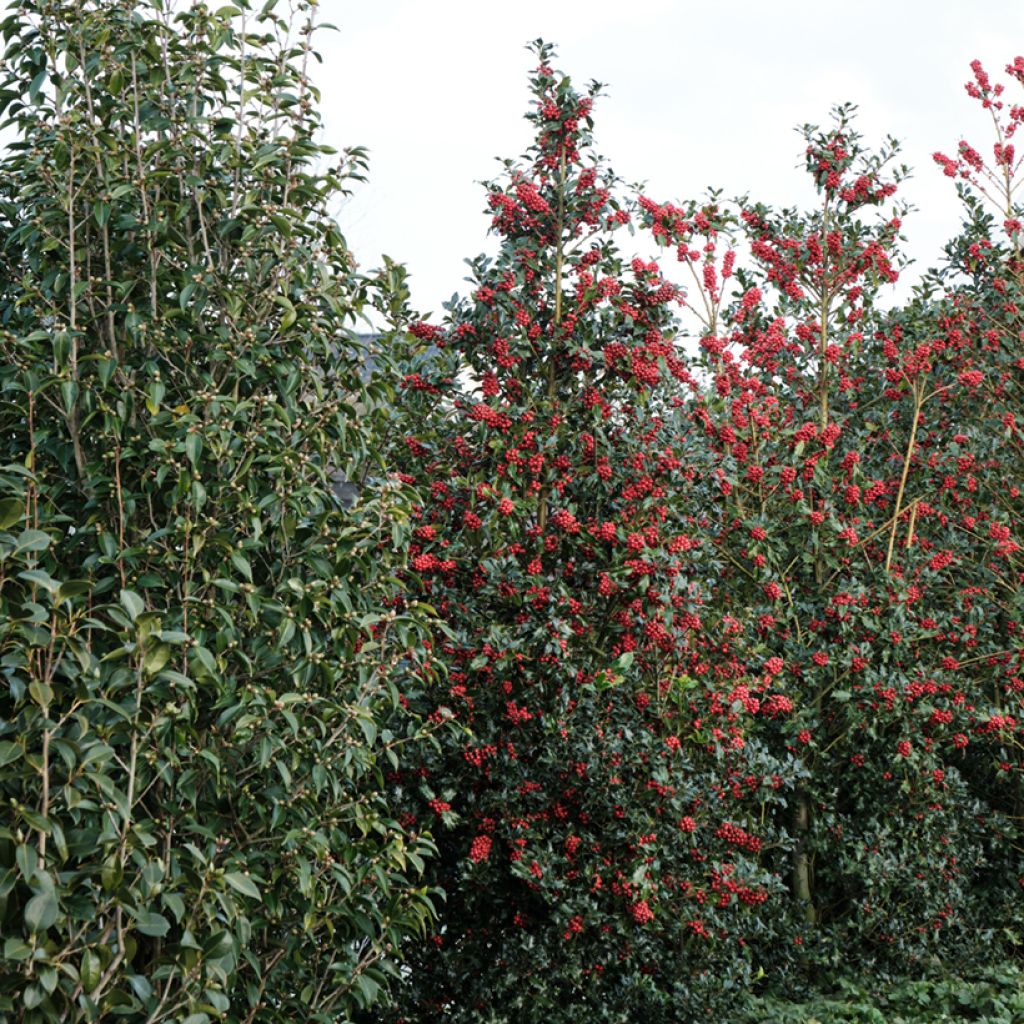Ilex meserveae Magical Amoro Rosso - Kastanjebladige hulst
