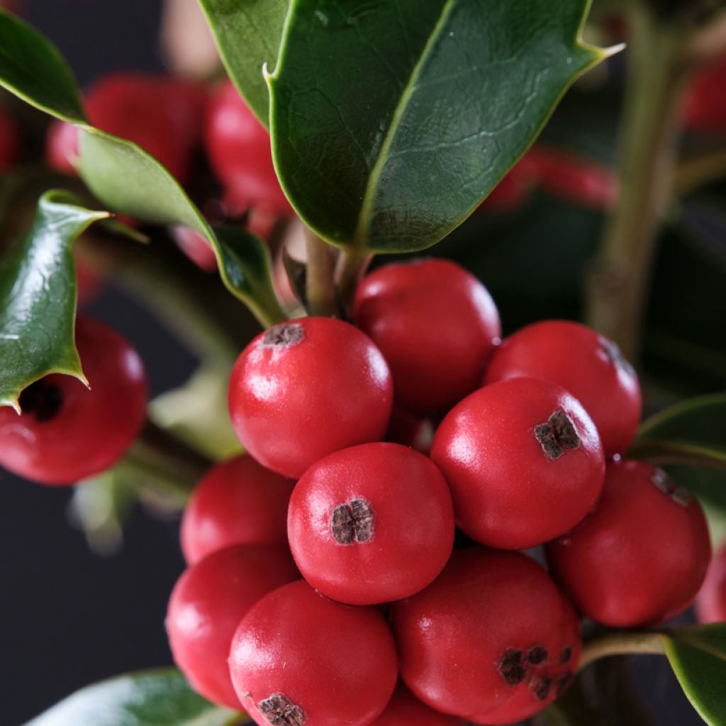 Ilex meserveae Magical Amoro Rosso - Kastanjebladige hulst