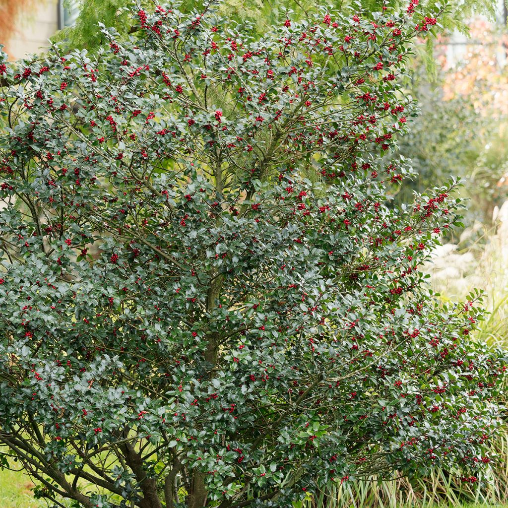 Ilex aquifolium Alaska - Hulst