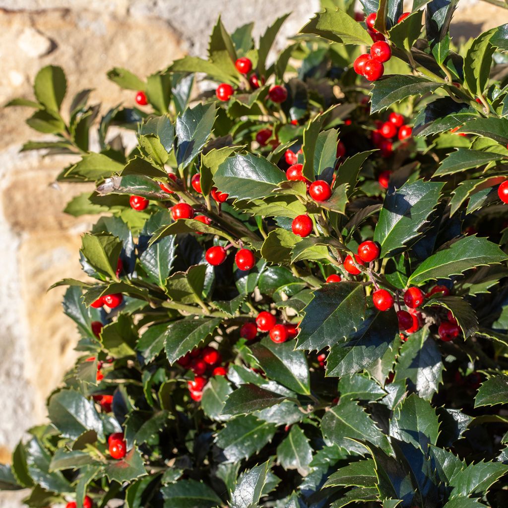 Ilex aquifolium Alaska - Hulst