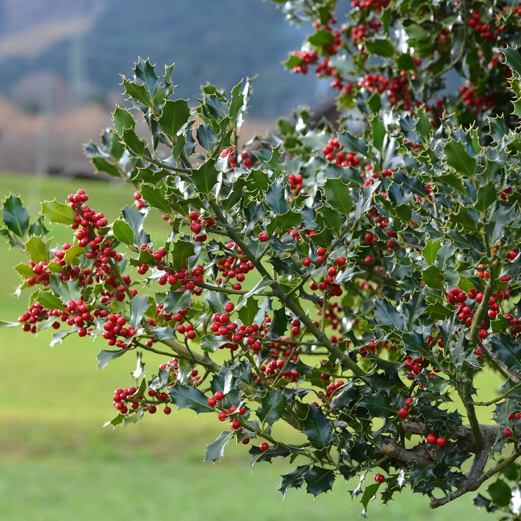 Ilex aquifolium - Hulst
