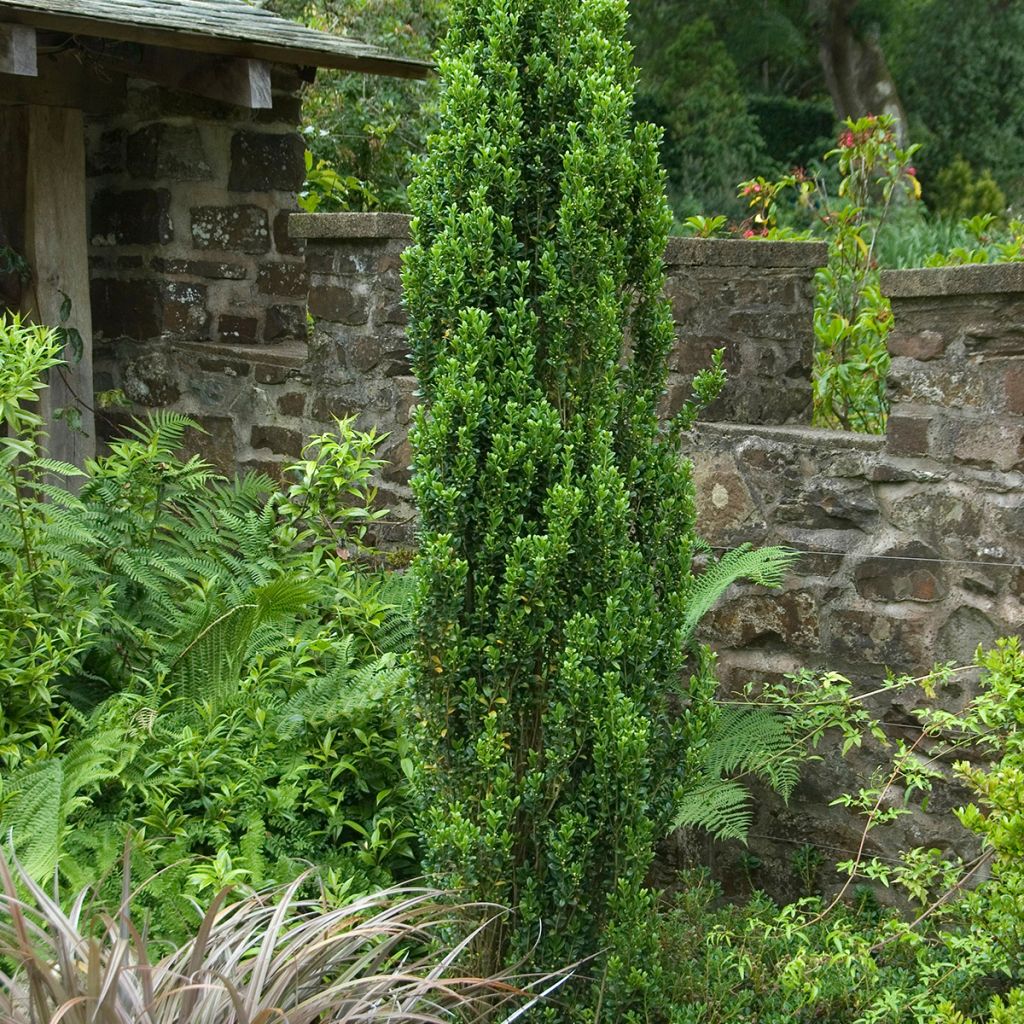 Ilex crenata Fastigiata - Japanse hulst