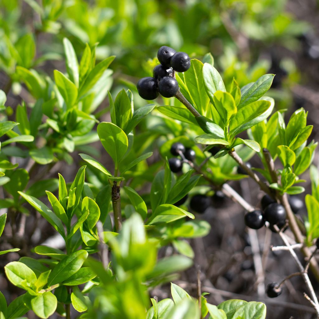 Ilex crenata Fastigiata - Japanse hulst