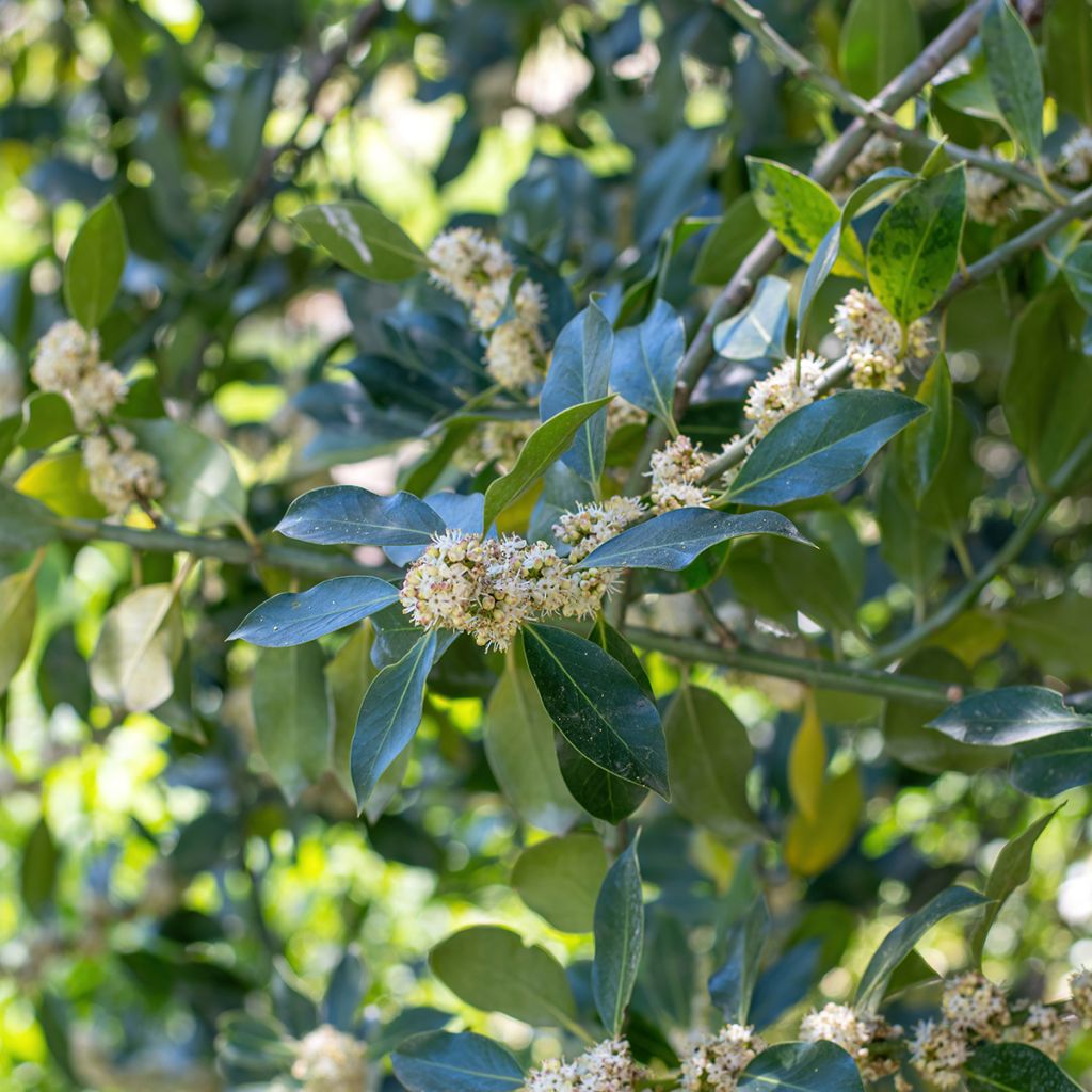 Ilex Nellie R. Stevens - Hulst