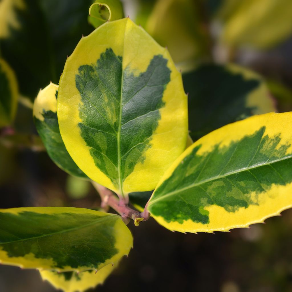 Ilex Golden King - Kastanjebladige hulst