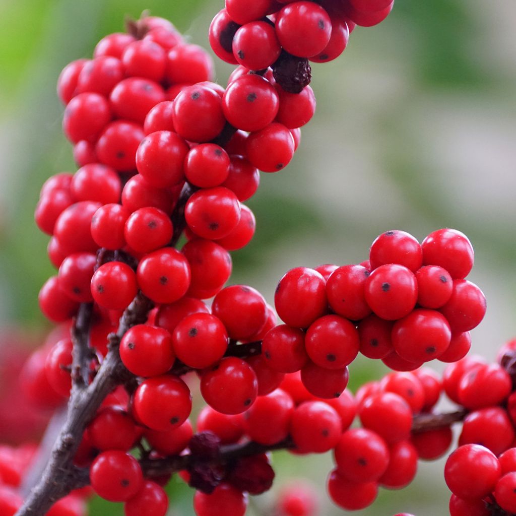 Ilex verticillata Maryland Beauty - Winterbes