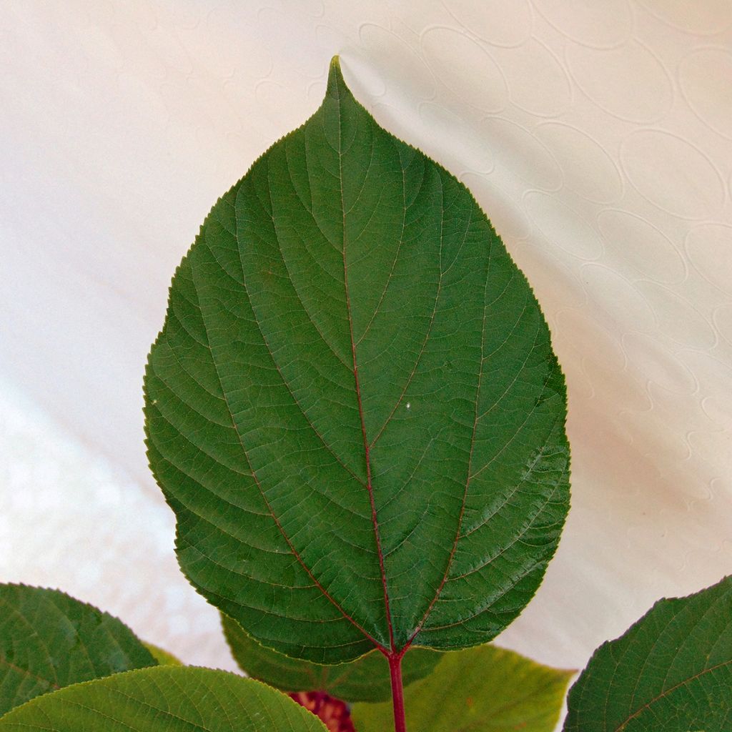 Hovenia dulcis - Rozijnenboom