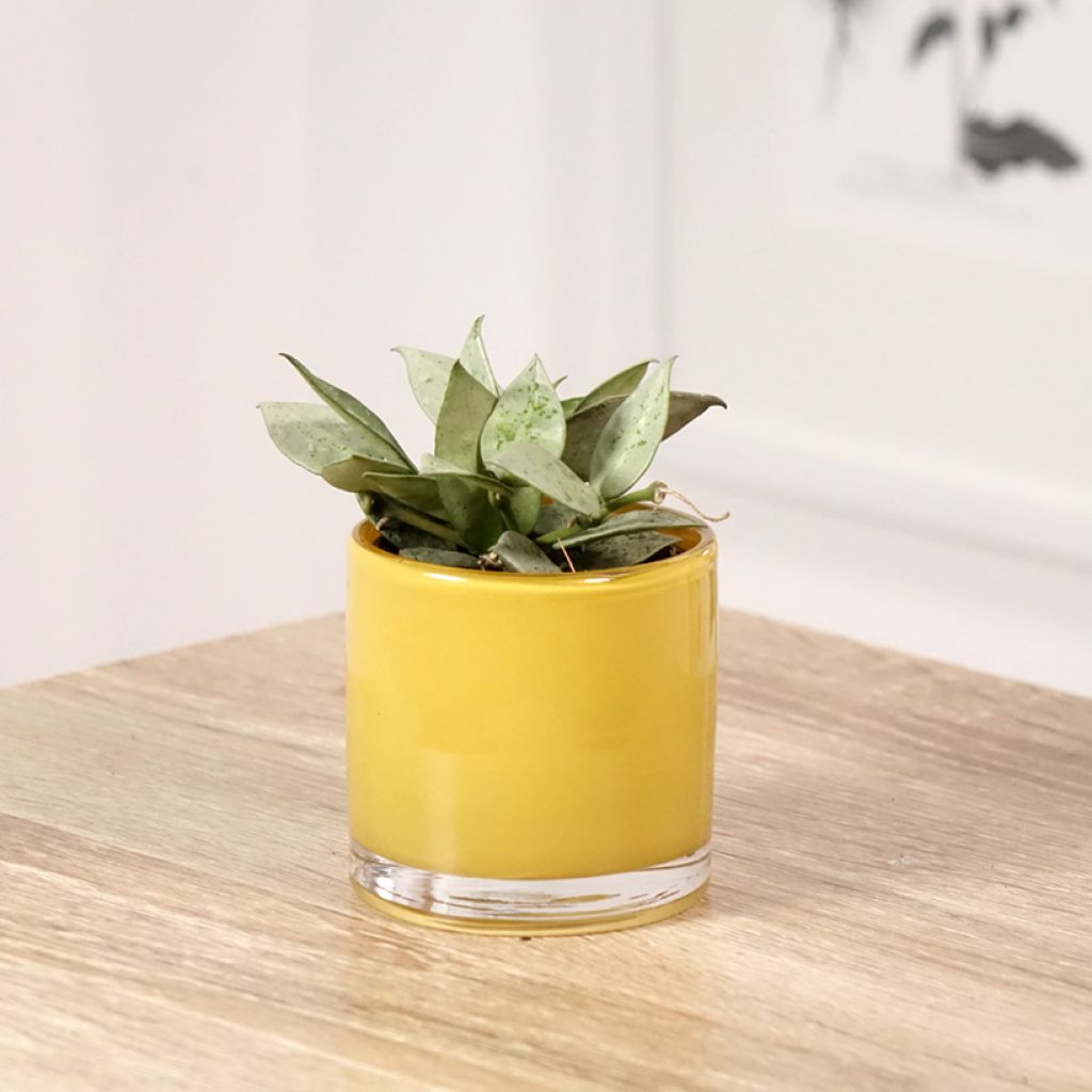 Hoya krohniana Eskimo - Wasbloem