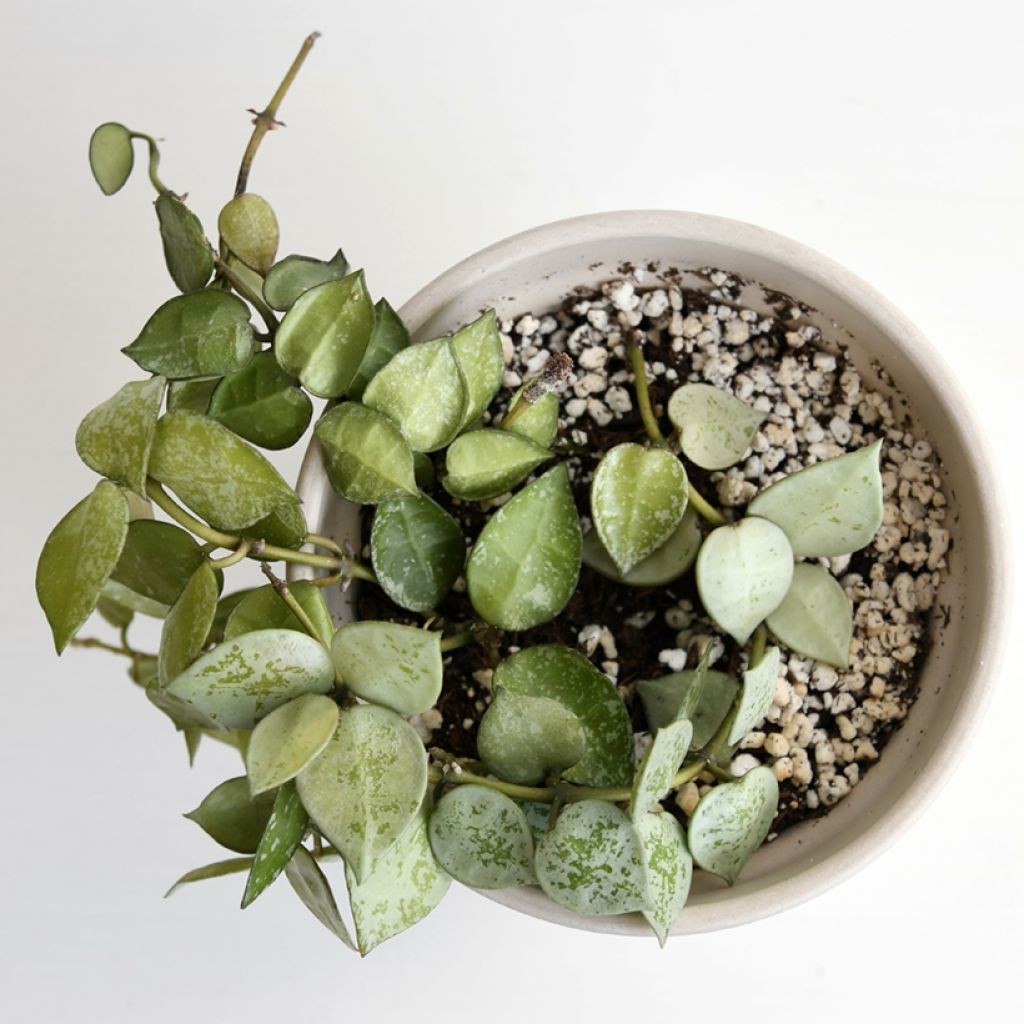 Hoya krohniana Eskimo - Wasbloem