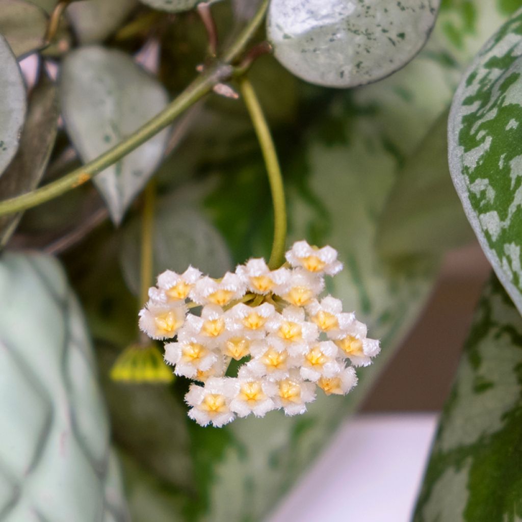 Hoya krohniana Eskimo - Wasbloem