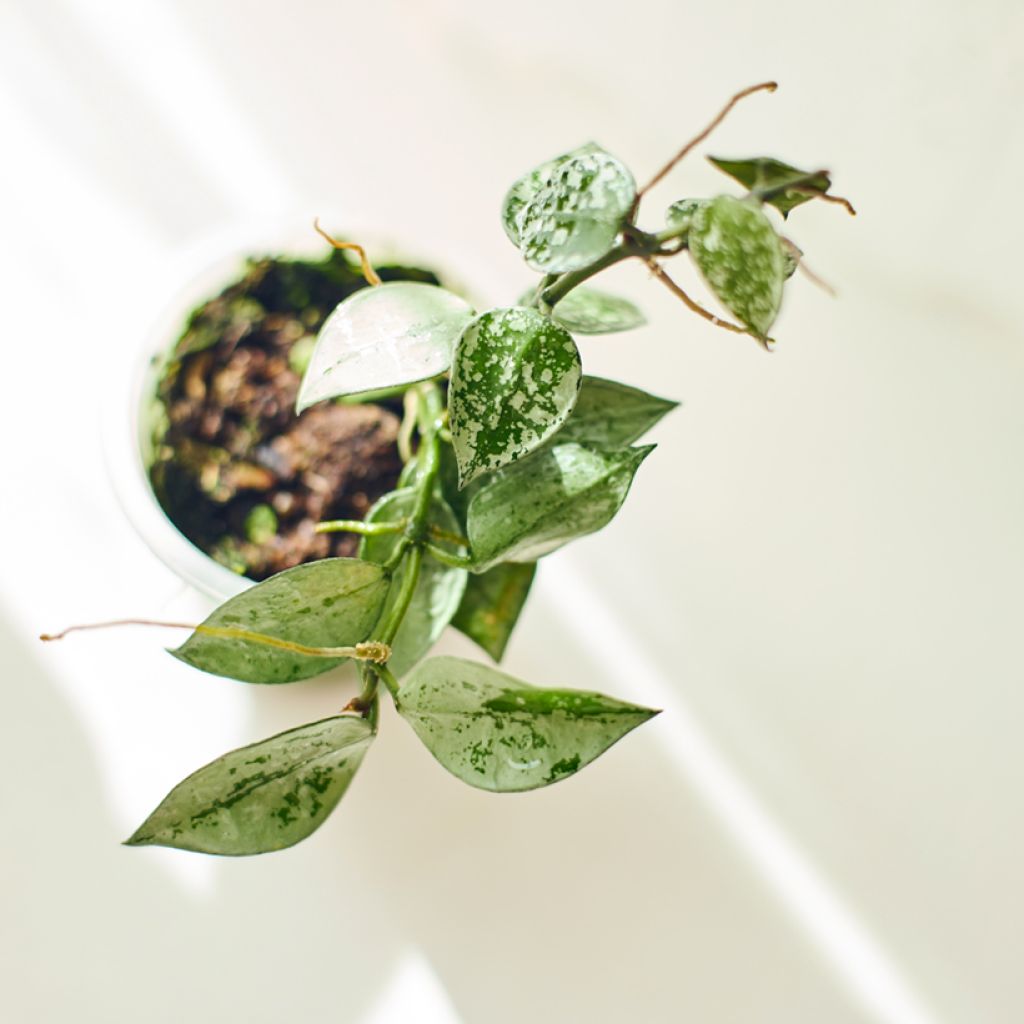 Hoya krohniana Eskimo - Wasbloem