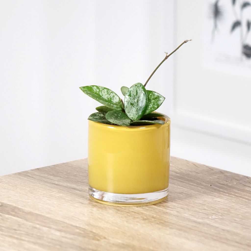 Hoya Mathilde Splash - Wasbloem