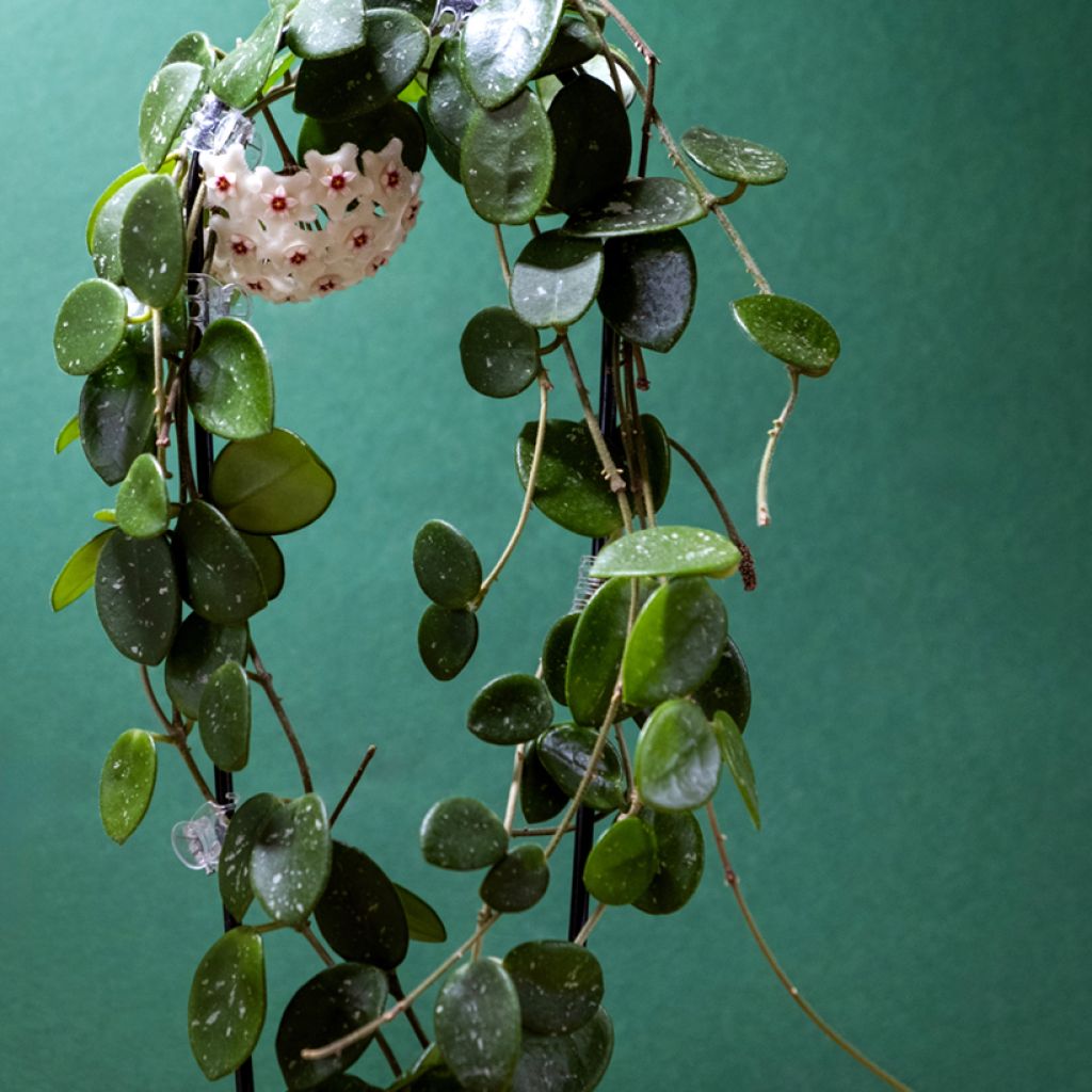 Hoya Mathilde Splash - Wasbloem