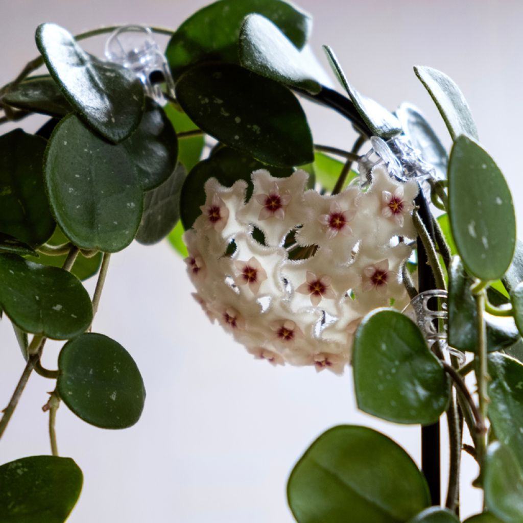 Hoya Mathilde Splash - Wasbloem