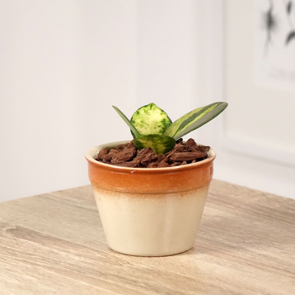 Hoya australis Tricolor - Wasbloem