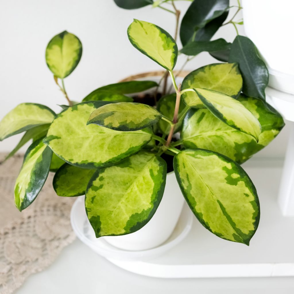 Hoya australis Tricolor - Wasbloem