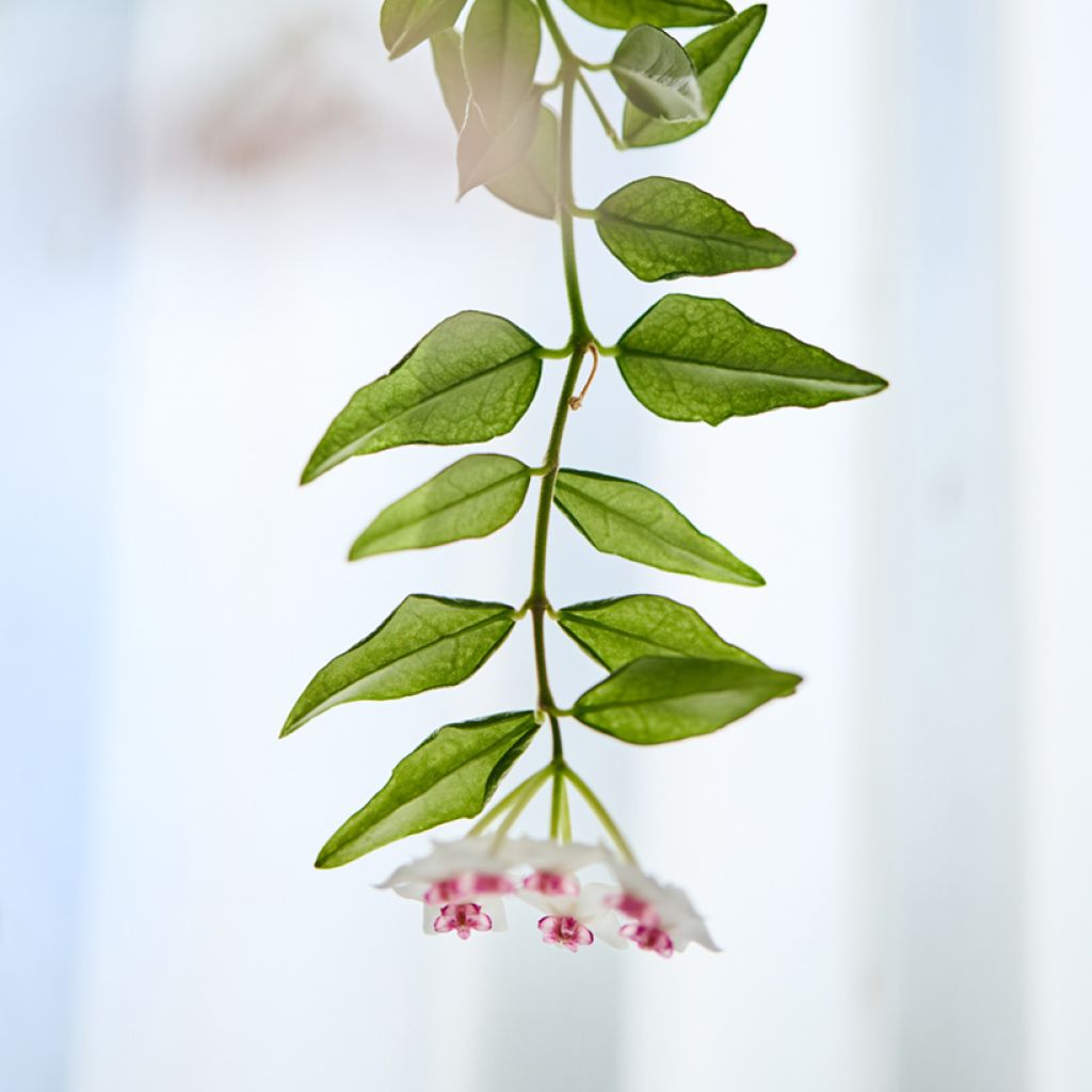 Hoya bella - Wasbloem