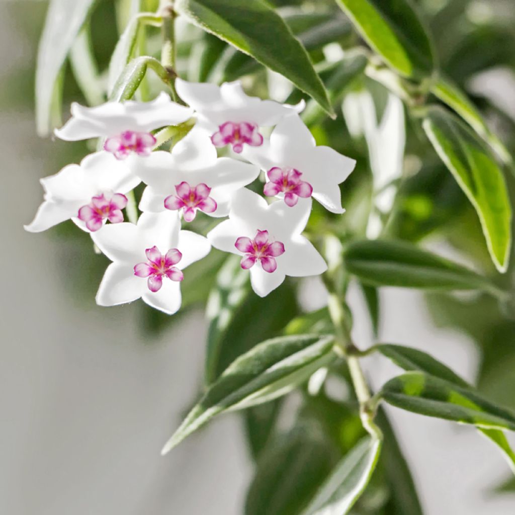 Hoya bella - Wasbloem