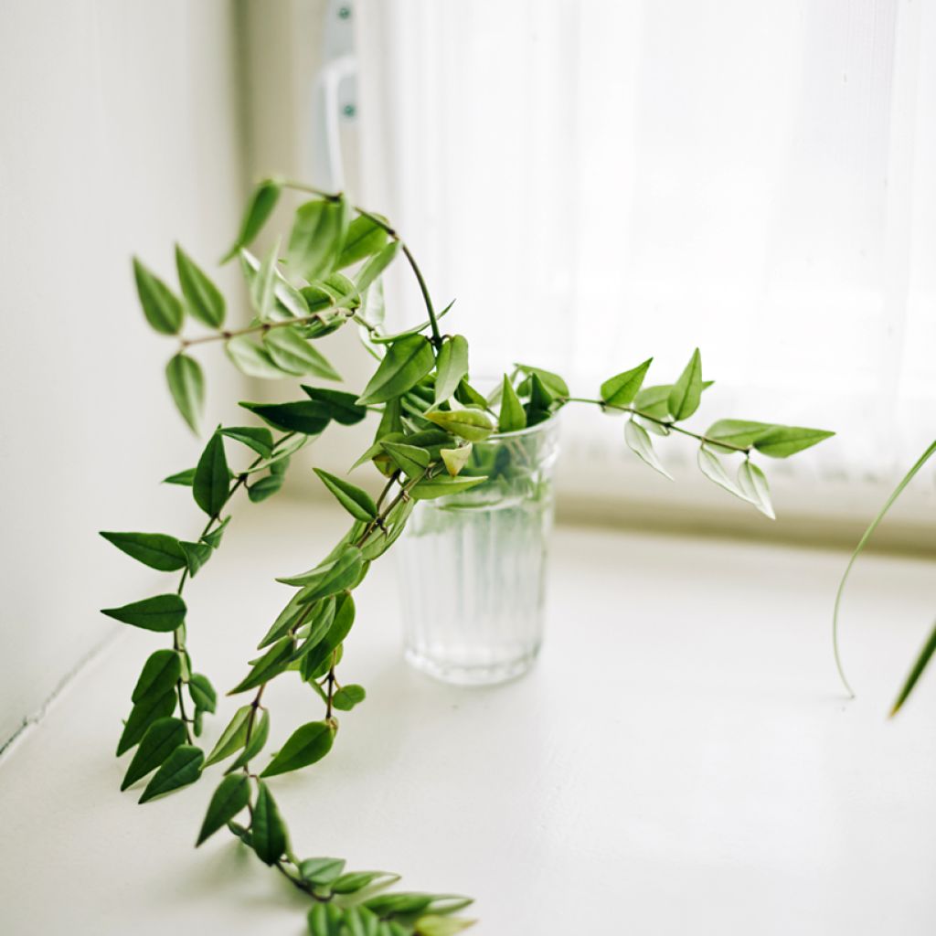 Hoya bella - Wasbloem