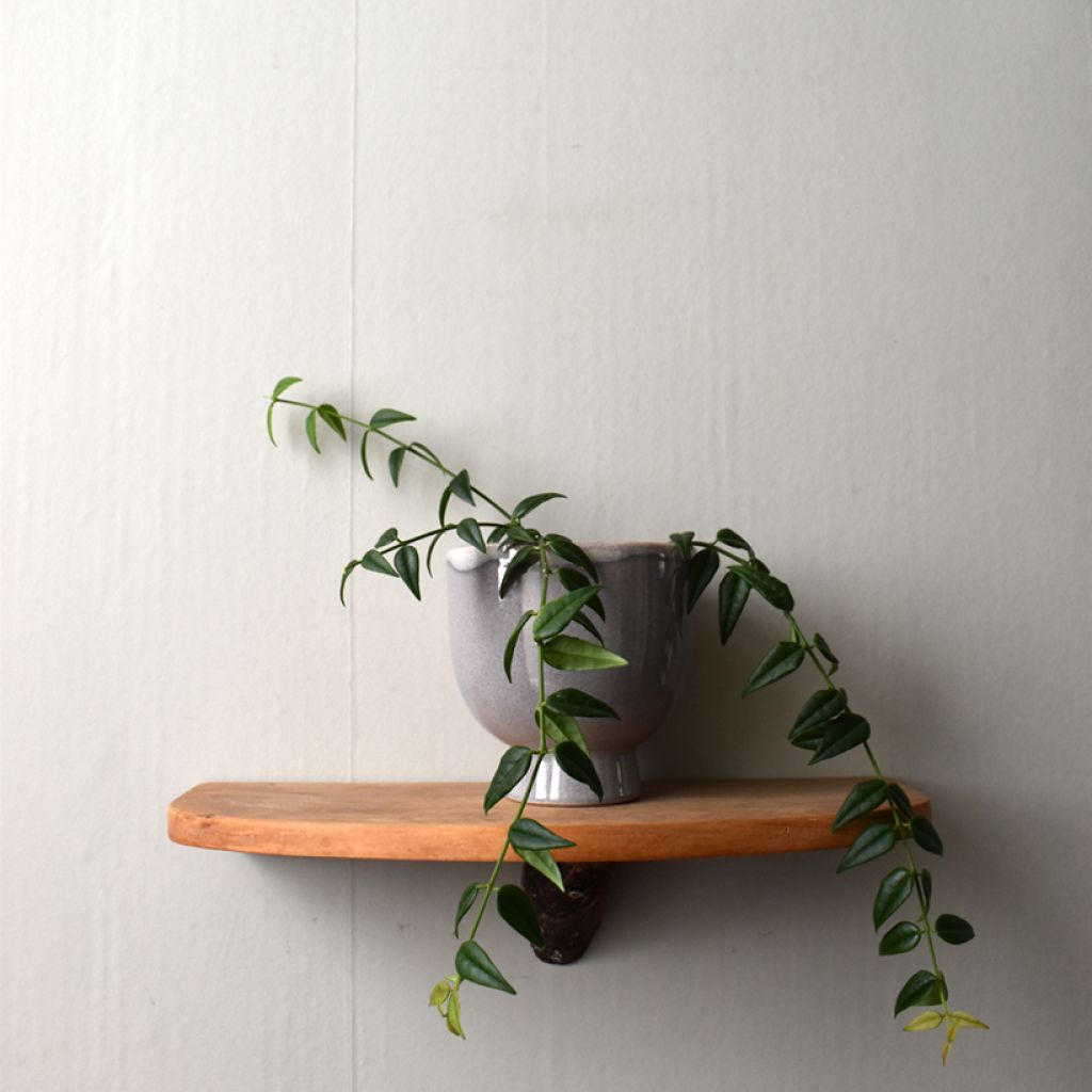 Hoya bella - Wasbloem