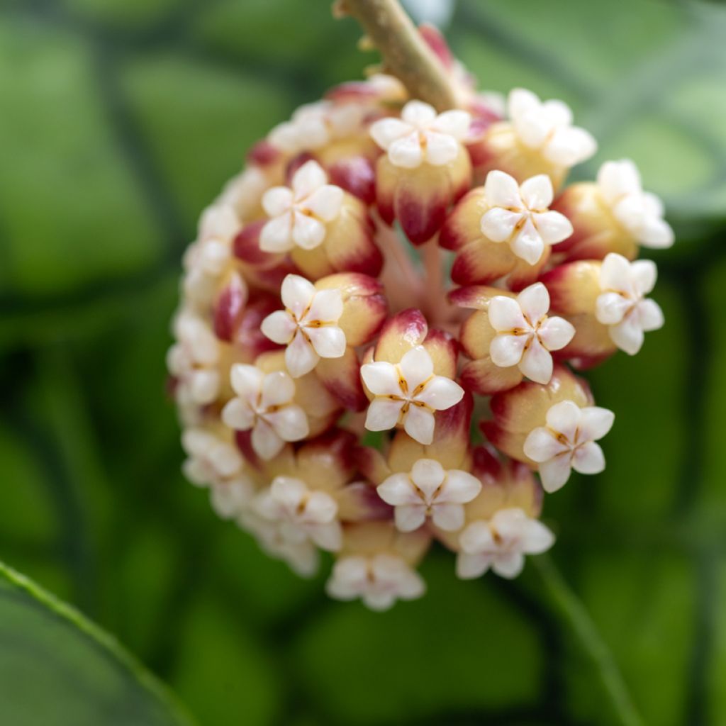 Hoya callistophylla - Wasbloem